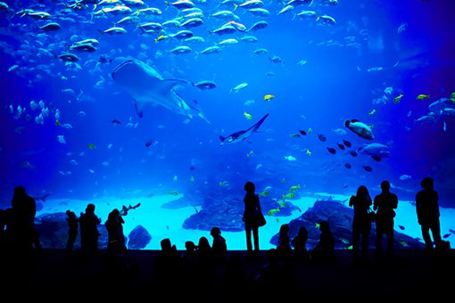 Biggest aquarium in the world. Atlanta, Georgia.