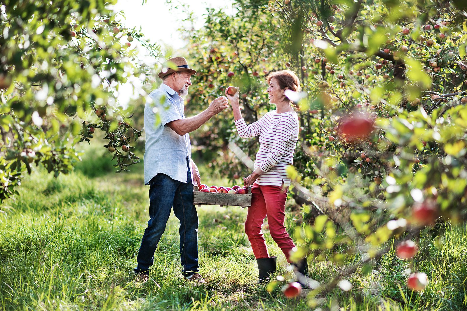 A Senior Couple Carrying A Wooden Box Full Of Apples In Orchard Senior couple fall outing apple picking