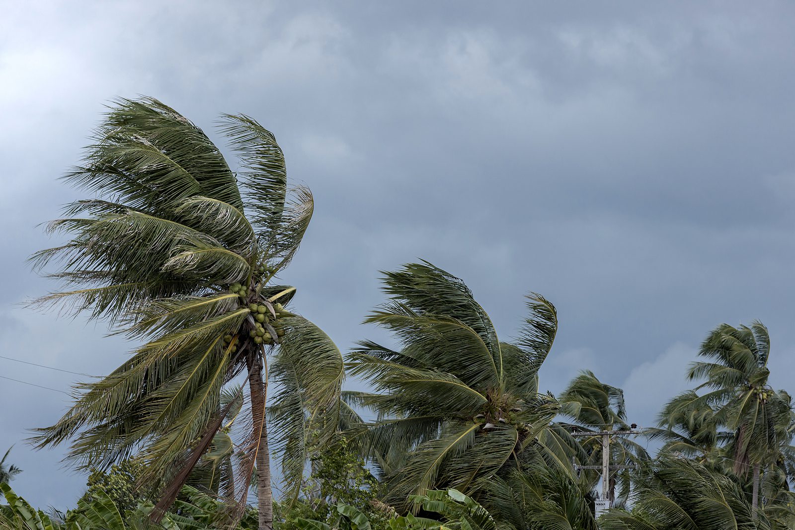 Beginning Of Tornado Or Hurricane Winding And Blowing Coconut Pa Hurricane blowing palm trees